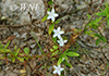 Jacquemontia havanensis